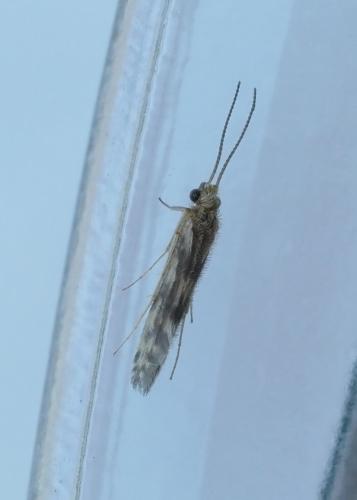 Réf. 265 640 : Agraylea sp.